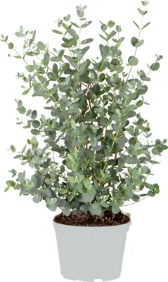 Zdjęcie produktu dla Eucalyptus gunnii - Drzewo gumowe - Krzew - Zimozielony - ⌀17 cm - 40-50 cm