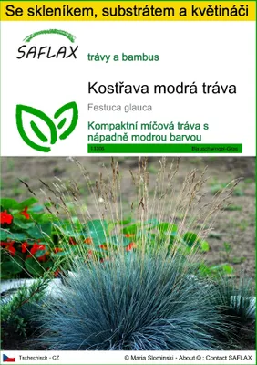 Obrázek produktu pro SAFLAX Kultivační sada - Kostřava modrá tráva - Festuca glauca - 50 Semena - S mini skleníkem, pěstebním substrátem a 2 květináči
