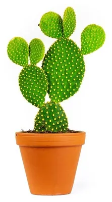 Obrázek produktu pro Gardners Opuntia, průměr 10,5 cm