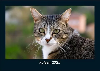 Produktbild von Katzen 2025 Fotokalender DIN A5