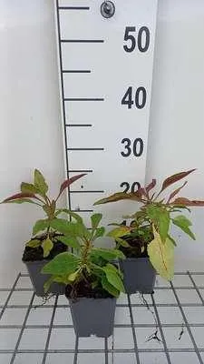 Produktbild von 6 x Penstemon hybr. 'Winter Star' - Bartfaden - Topf 9 x 9 cm
