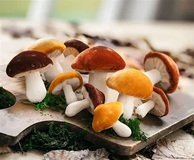 Produktbild von 10x Dekopilz "Samt" Dekofigur Pilz Ø 5 - 8 cm, Pilzset, Herbstdeko, Pilzdeko