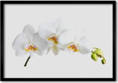 Produktbild von Bild 70x50 MDF-Rahmen Wandkunst Blumen Pflanzen Natur