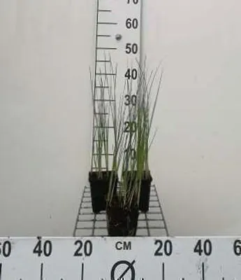 Image de 6 x Typha minima - Millepertuis nain - pot 9 x 9 cm