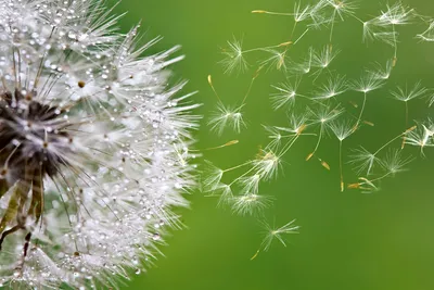 Produktbild von Fototapete - Blowing Dandelion 375x250cm - Vliestapete