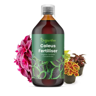 Zdjęcie produktu dla Coleus Nawóz Płynny 1 L – 3-4-3 NPK – Do Rośliny Ozdobne – Do Zdrowe Listy i Intensywne Farby – Podporuje Korzenie i Vitalitu – Organifer