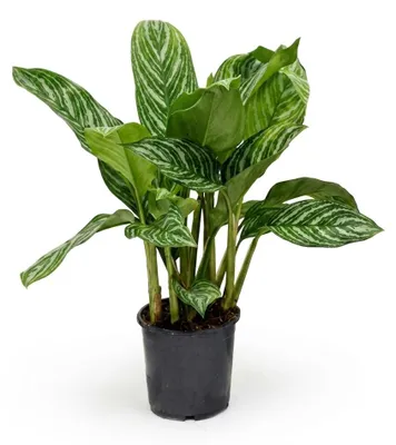 Image de Bloomique - Aglaonema Stripes - Plante d'intérieur - Dépolluante - Facile d'entretien - Hauteur 50-70 cm - Pot 17 cm, Image générée par une IA