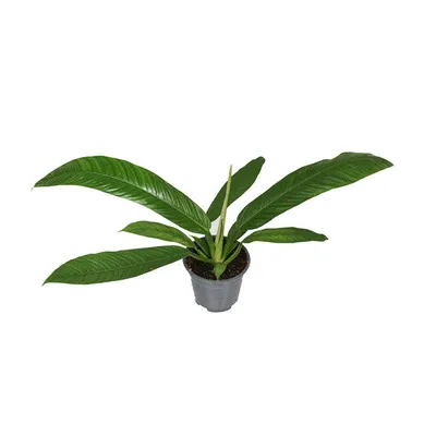 Obrázok produktu pre Gardners Philodendron Campii, priemer 14 cm