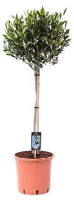 Zdjęcie produktu dla Olea Olive - 90-100cm - Ø22cm - Roślina ogrodowa