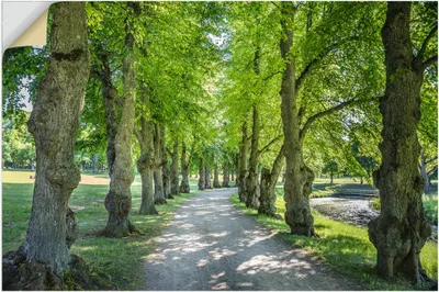Produktbild von ARTland Wandbild, selbstklebend Allee im Park Stockholm, Schweden Größe: 120x80 cm