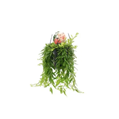 Produktbild von Gardneria Aeschynanthus Japhrolepis – Hängepflanze, Durchmesser 15 cm