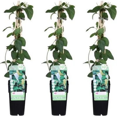 Zdjęcie produktu dla Żółta wiciokrzew – Lonicera japonica „Halliana” – 3 rośliny – Ø15 cm x ↨65 cm – Silnie pachnąca roślina pnąca o żółto-białych kwiatach – Wiecznie zielona, odporna na zimę i łatwa w pielęgnacji