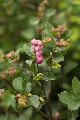 Produktbild von Symphoricarpos doorenbosii 'Magical Sweet', Schneebeere, rosa, 40–60 cm