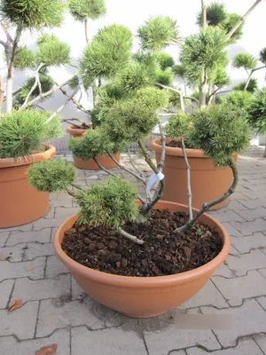 Produktbild von Pinus sylvestris Lettland - Formschnitt der Lettischen Waldkiefer