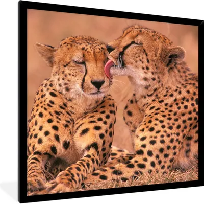 Produktbild von MuchoWow® Gerahmtes Poster Baby-Geparden 40x40 cm - Poster mit Schwarzem Bilderrahmen Wandposter Rahmen Foto Bilder - Mit Rahmen - Wanddekoration Schlafzimmer