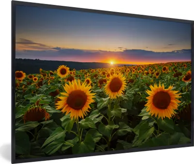 Produktbild von MuchoWow® Gerahmtes Poster Blumen - Nacht - Sonnenuntergang - Sonnenblume - Horizont 60x40 cm - Poster mit Schwarzem Bilderrahmen Wandposter Rahmen Foto Bilder - Printing - Wanddeko Schlafzimmer