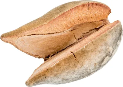 Produktbild von Woody Pear Größe ca. 7cm | Xylomelum occidentale