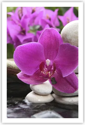 Produktbild von Poster - Poster ohne Rahmen - Orchidee Bambus Dekoration Spa - 61x91,5 cm - Wand Bild - Wanddeko - Wandbilder - Kunstposter - Wandposter - Bilder - Kunstdruck - Wandbild - P2XPA61x91-2666