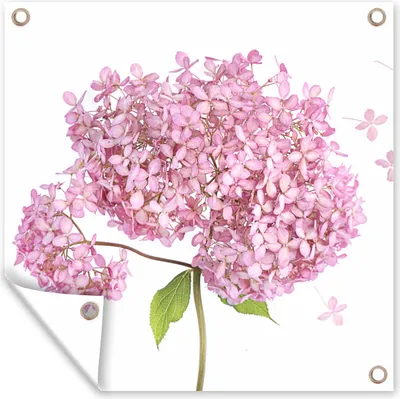 Produktbild von MuchoWow® 50x50 cm Outdoor-Poster Gartendeko Sichtschutz Garten Poster für den Garten  Nahaufnahme Hortensie auf weißem Hintergrund
