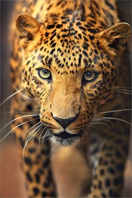 Produktbild von Wallario Poster - Leopard in Nahaufnahme beim Laufen, Kunstdruck Größe: 61 x 91,50 cm
