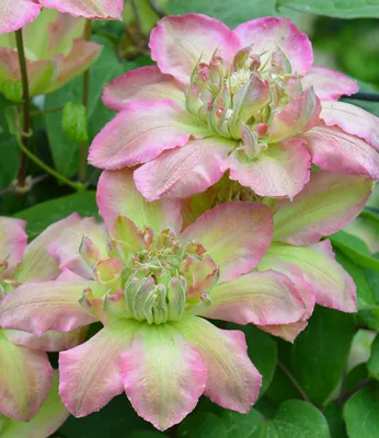 Produktbild von BALDUR Garten 1x Clematis 'Pistachio Cake®', Pflanze im 9x9 cm-Topf, mehrjährig & winterhart, pflegeleicht, reichblühend, klettert & blüht am Spalier, Zaun & Obelisk, große Blüten