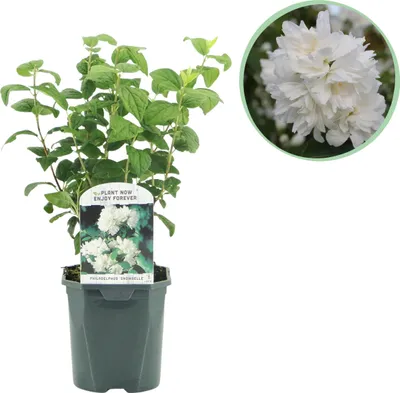 Produktbild von Bauernjasmin - Philadelphus Snowbelle - Blüte Weiß - 1 Pflanze - Laubabwerfend - Wenig Pflege - 30-40cm - Ø18cm - Gartenpflanze