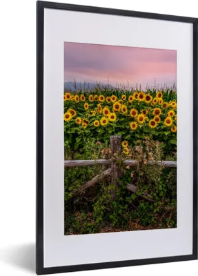 Produktbild von MuchoWow® Gerahmtes Poster Sonnenblume - Blumen - Pflanzen 40x60 cm - Poster mit Schwarzem Bilderrahmen Wandposter Rahmen Foto Bilder - Poster in Rahmen