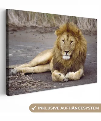Zdjęcie produktu dla OneMillionCanvasses® - Wydruki na płótnie - 140x90 cm, Lew - Afryka - Zwierzę, grafika ścienna dekoracja ścienna
