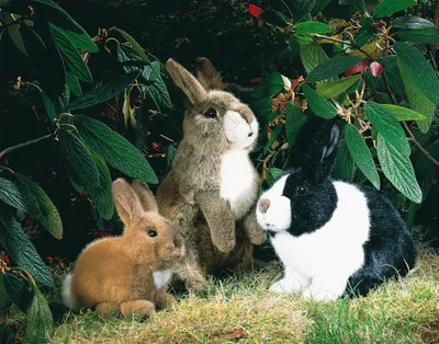 Produktbild von Kösen Hase Kaninchen Lauscher 35 cm Kuscheltier