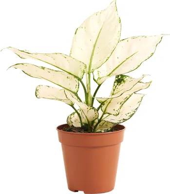 Produktbild von 1x Aglaonema White Joy P12 H25