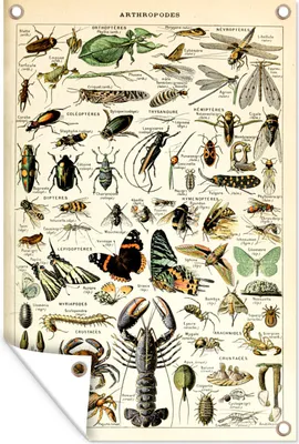 Produktbild von MuchoWow® 80x120 cm Outdoor-Poster Gartendeko Sichtschutz Garten Poster für den Garten  Tiere - Adolphe Millot - Vintage - Insekten - Kunst