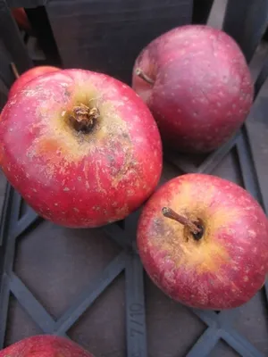 Produktbild von Malus Roter Herbstcousinot - Roter Weihnachtsapfel