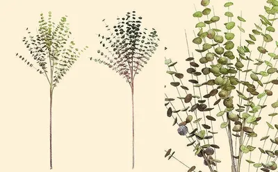 Produktbild von Gilde Deko Zedernzweig Mit Zapfen 42616