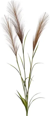 Produktbild von artplants.de Dekozweig Pampasgras Adnane mit Rispen, braun, 90cm - Deko Pampasgras