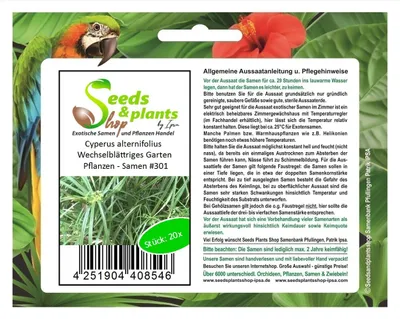 Zdjęcie produktu dla 20x Cyperus alternifolius Rośliny ogrodowe o liściach naprzemiennych - Nasiona #301