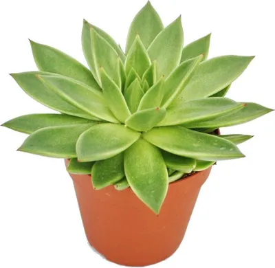 Zdjęcie produktu dla Echeveria agavoides - duza roslina w doniczce 12 cm