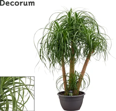 Obrázek produktu pro Nieuwkoop Europe BV Beaucarnea, průměr 40 cm