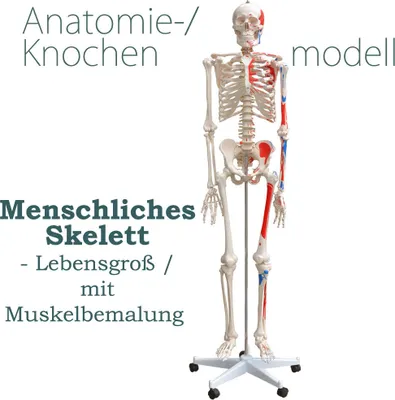 Produktbild von Anatomie Modell Skelett Knochen Körper Mensch Muskeln Medizin Skeleton Menschliches Skelett Lebensgroß 175 cm mit Ständer Menschen Körper Lehrmodelle MedMod