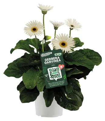Zdjęcie produktu dla Garvinea Gerbera biala, 50cm x 19cm, kwitnaca roslina ogrodowa do ogrodu i na