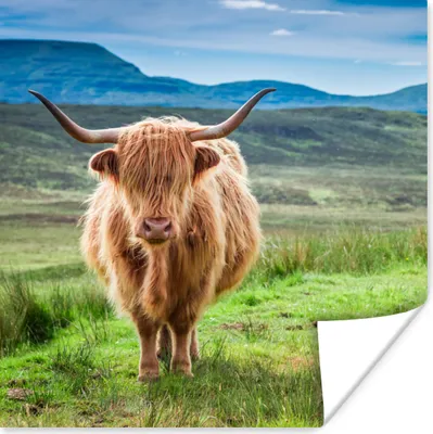 Produktbild von MuchoWow® Poster Schottischer Hochländer - Kuh - Natur - Berg - Gras 50x50 cm - Wohnzimmerdekoration