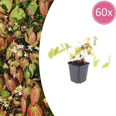 Image de Epimedium y. 'Niveum' | 60 pièces - 10-25cm - Ø9cm - Plante de jardin