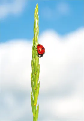 Produktbild von Wallario Poster - Marienkäfer am Korn, Kunstdruck Größe: 70 x 100 cm