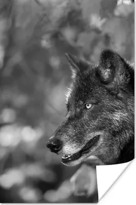 Produktbild von MuchoWow® Poster Nahaufnahme Wolf - schwarz und weiß 40x60 cm - Plakate für die Wand - Poster Babyzimmer