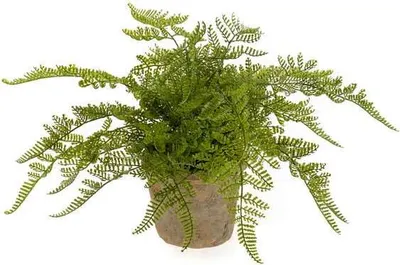 Produktbild von artplants.de Kunstpflanze Frauenfarn MELLEA im Terracottatopf, grün, 10cm - Künstlicher Venushaarfarn