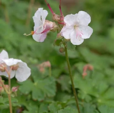 Produktbild von 6 x Storchschnabel  - Geranium cantabrigiense 'Saint Ola'  | Topf 9cm x 9cm