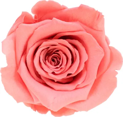 Produktbild von Infinity Rose L Ø5cm konserviert stabilisiert haltbar Rosenkopf ewige Rosenblüte 1 St. Orange-Pink (bic09)