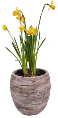 Produktbild von 013 Pflanztopf Holzoptik rund bauchig Grösse L