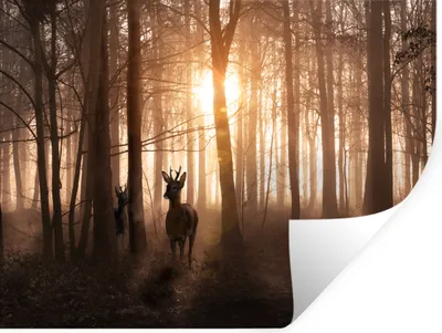 Produktbild von MuchoWow® Wandtattoo Wandsticker Wandaufkleber Wald - Hirsche - Sonne - Bäume - Winter - Natur - Tiere 80x60 cm Selbstklebend und Repositionierbar - Faltenfrei