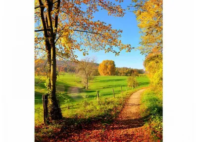 Zdjęcie produktu dla Fototapeta Dimex MS-3-0066 Meadow 225 x 250 cm