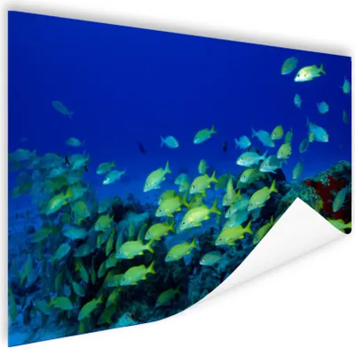 Produktbild von MuchoWow® Poster Fisch - Schule - Meer 180x120 cm - Fotoplakat